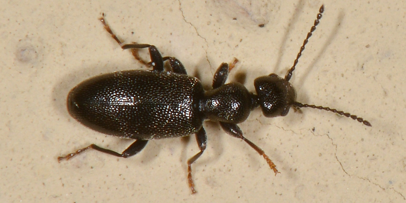 Anthicidae:  Anthicus niger